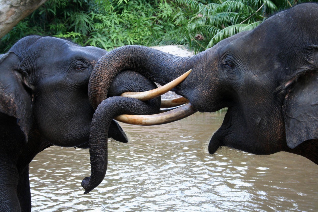 Ajak Masyarakat Peduli Konservasi Gajah Lewat RiseofTheElephant