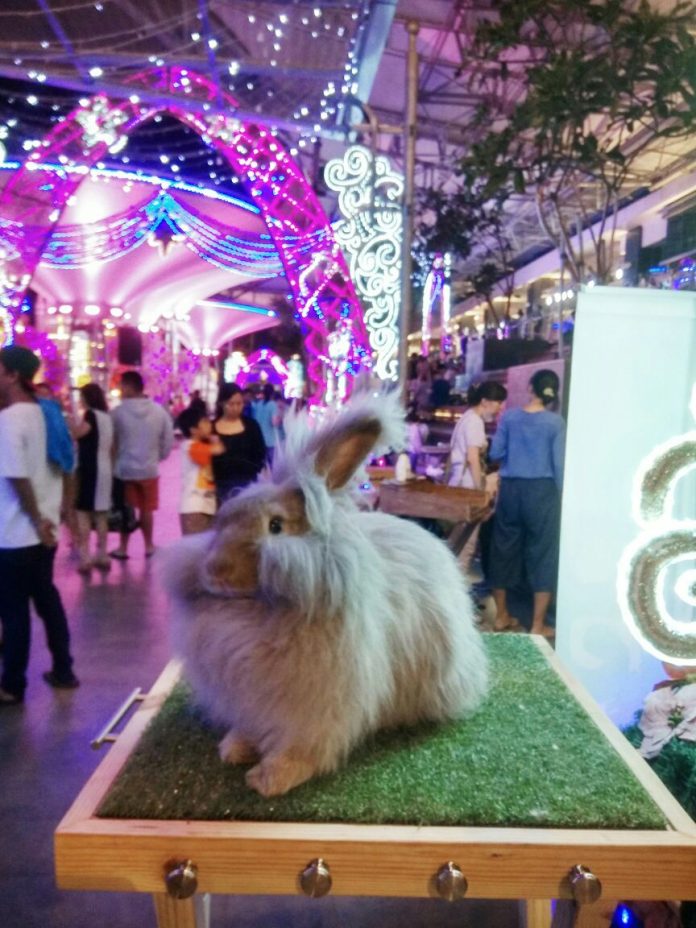 Teman Kelinci Amazing Pet Vaganza 2017