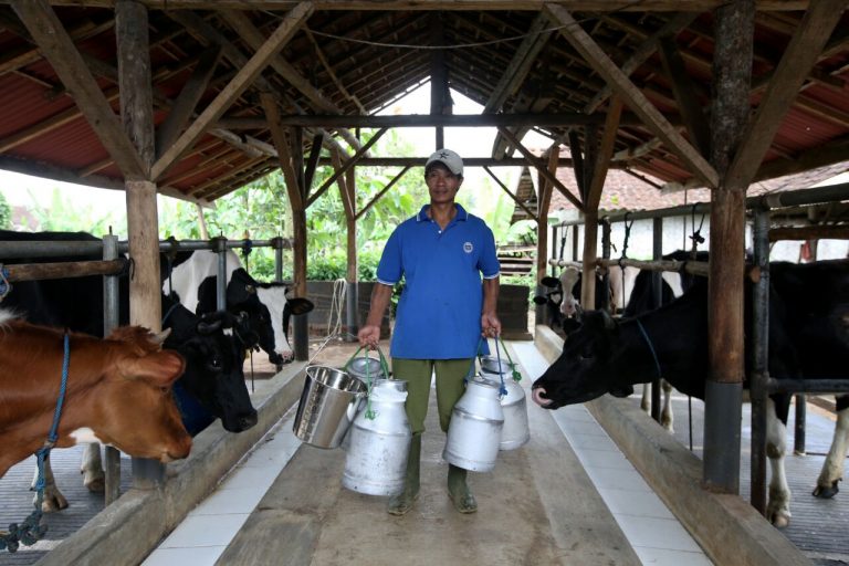Melalui MCP Digital, FFI Tingkatkan Kualitas Susu Perah Hingga  90 %