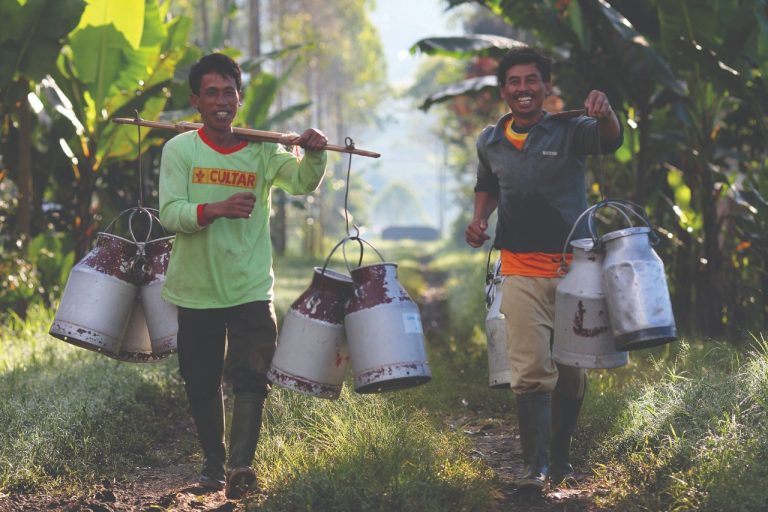 Peternak Sapi Lokal Berkontribusi Hasilkan Susu Kental Manis