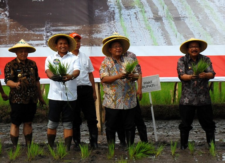 KUR BNI Wujudkan Drying Center Petani Hingga Darmin Turun ke Sawah