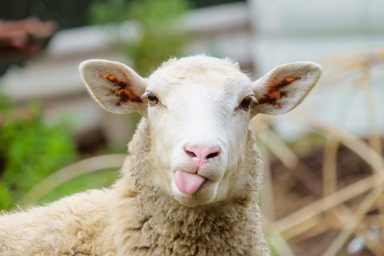 Berbagi Berkah, PastiQurban Gratiskan Ongkir Pembelian Hewan Qurban