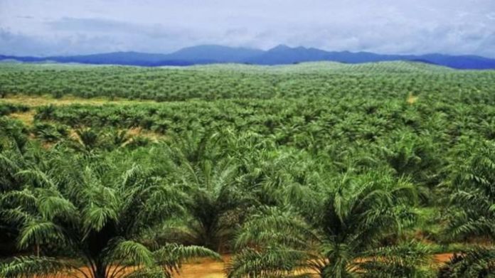 Kebun kelapa Sawit