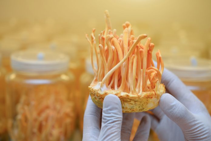 Ophiocordyceps,Sinensis,,Cordyceps,Militaris,In,Glass,Bottles,Within,Light,And