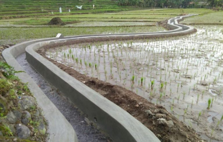 Dibantu RJIT, Produktivitas dan IP di Sindang Barang Cianjur Meningkat