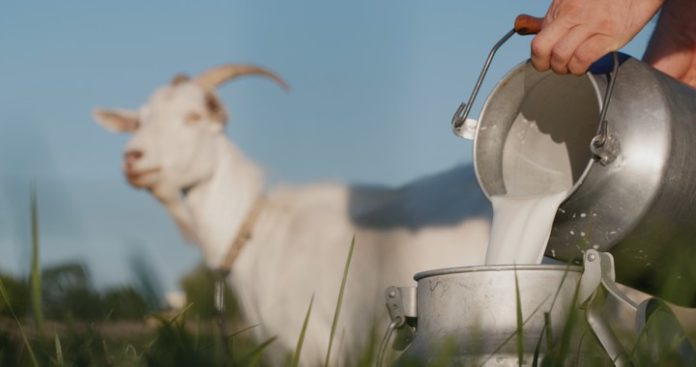 bisnis susu kambing