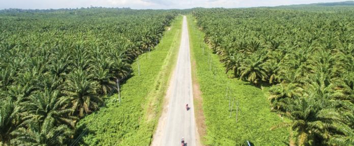 Perkebunan sawit