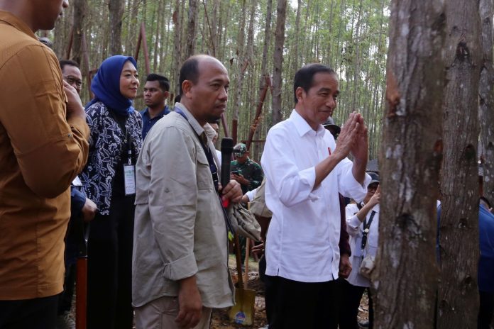 Miniatur Hutan Hujan Tropis - IKN Miniatur Hutan Hujan Tropis - IKN