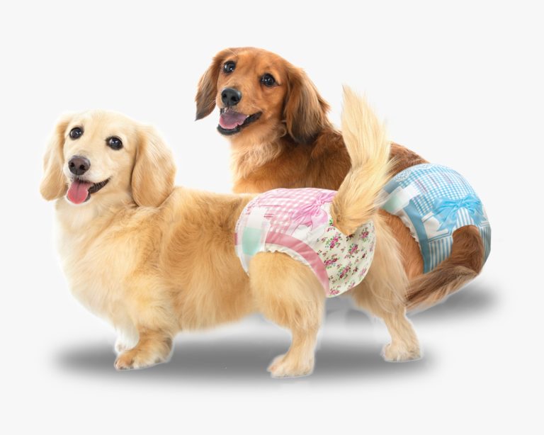 Unicharm Pet Luncurkan Popok Anjing “Manner Wear”