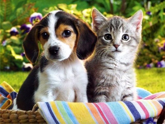 Royal Canin