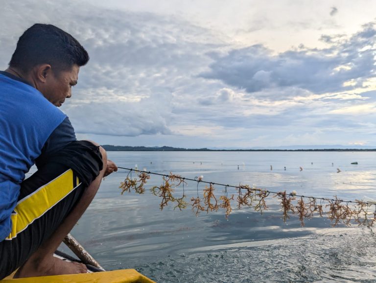 Dorong Transformasi Industri Rumput Laut Indonesia, BANYU Raih Pendanaan Awal US$1,25 Juta