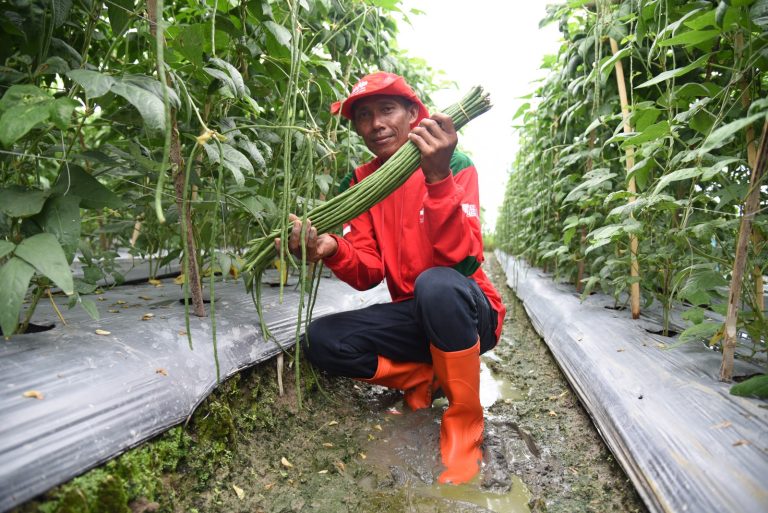 Kisah sukses Cipto menunjukkan bahwa profesi petani memiliki masa depan cerah bila digeluti dengan tekun dan inovatif. Dengan benih unggul CapPanahMerah, dukungan komunitas, serta semangat berbagi, pertanian bisa menjadi sumber kesejahteraan sekaligus kebanggaan.