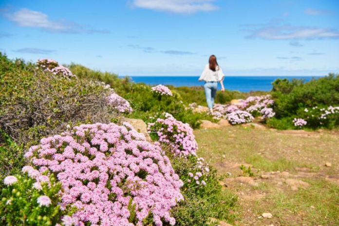 5 Pesona Festival Terbaik di Australia Barat yang Mengagumkan dan Tidak Boleh Terlewatkan festival bunga liar di Australia Barat, Bloom Festival, Kings Park Festival, wisata bunga Australia Barat, festival bunga 2025